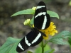 Papiliorama  (15)