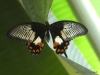 Papiliorama  (22)
